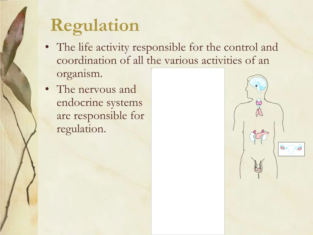 regulation the life activity responsible
