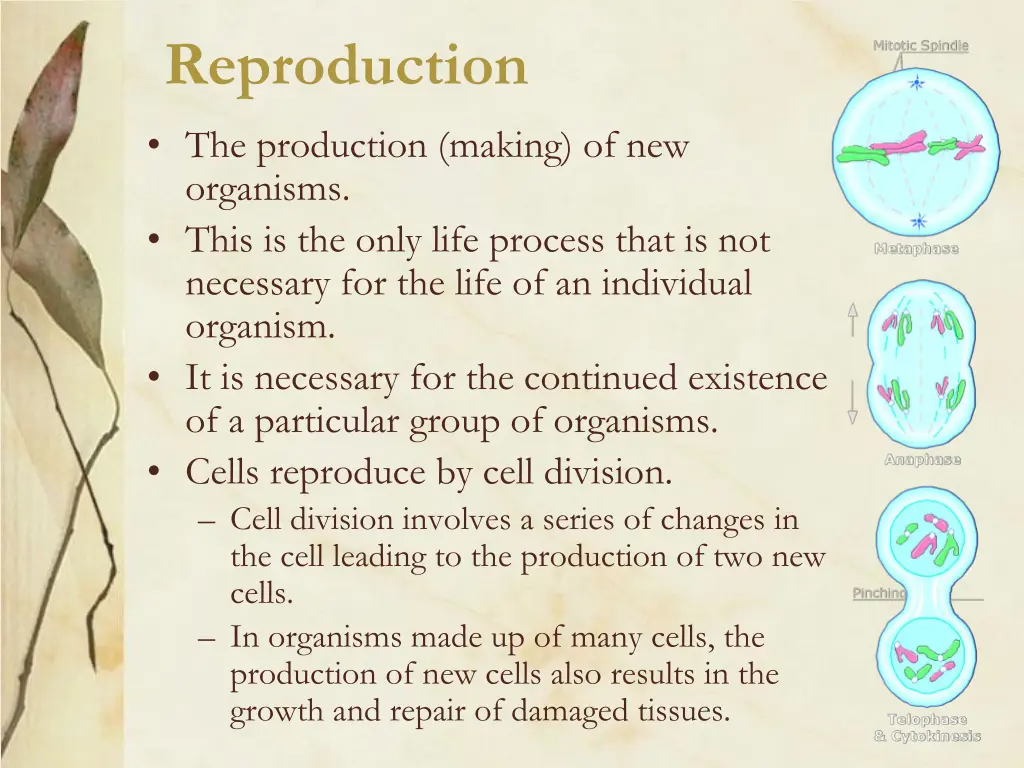 reproduction
