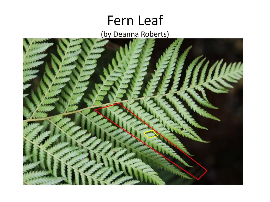 fern leaf by deanna roberts