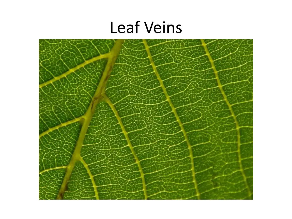 leaf veins