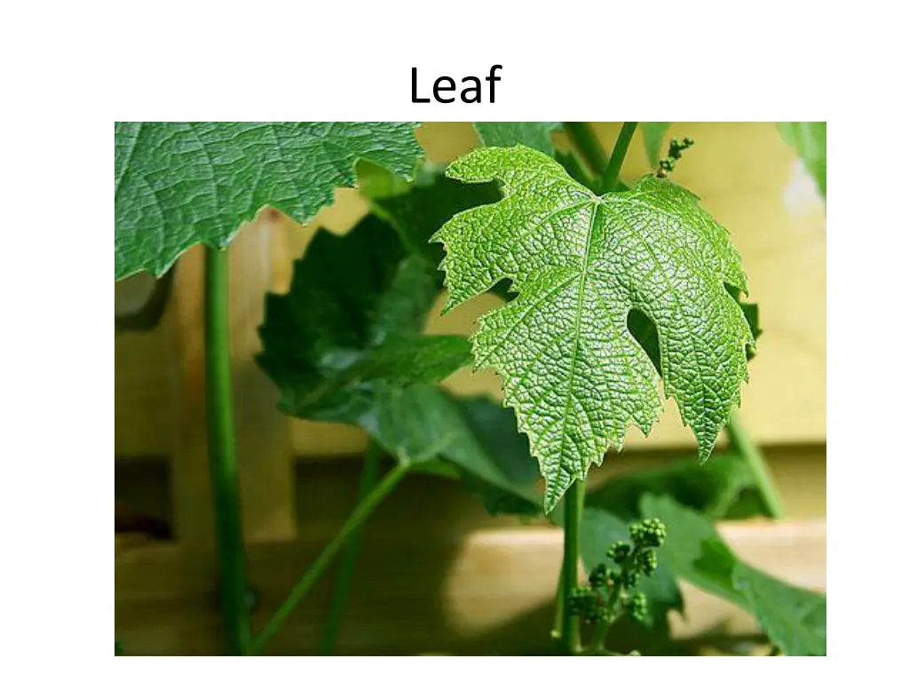 slide4