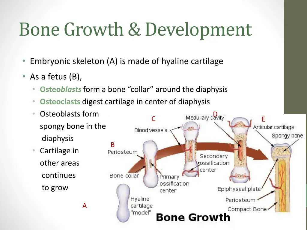 bone growth development