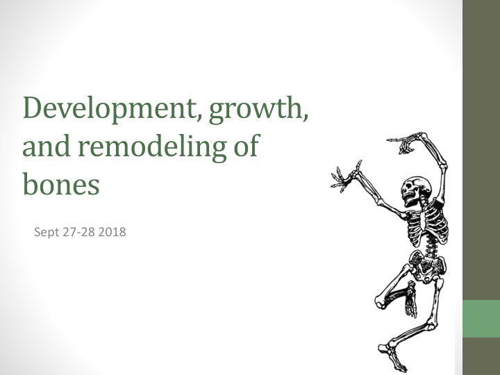 development growth and remodeling of bones