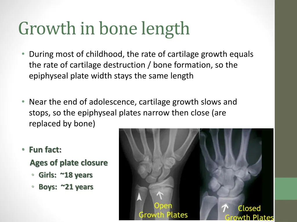 growth in bone length 1