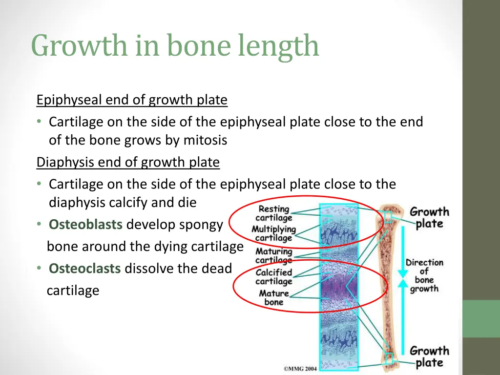 growth in bone length