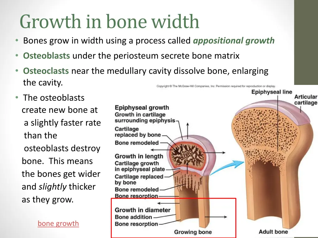growth in bone width bones grow in width using