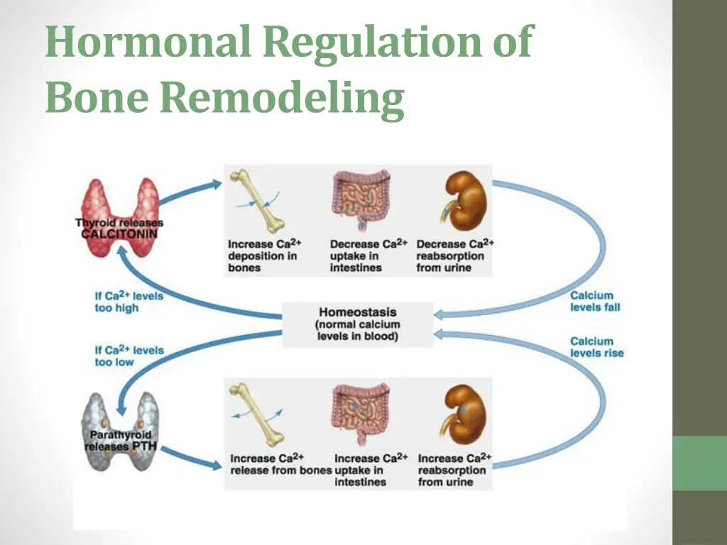 hormonal regulation of bone remodeling
