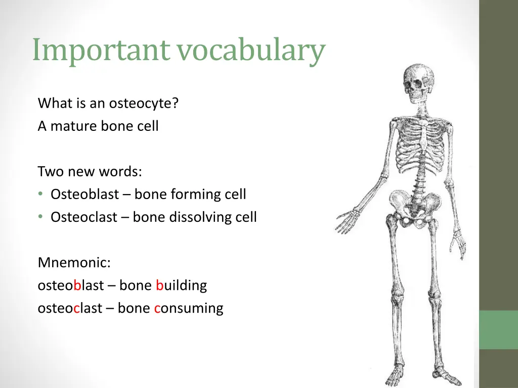 important vocabulary