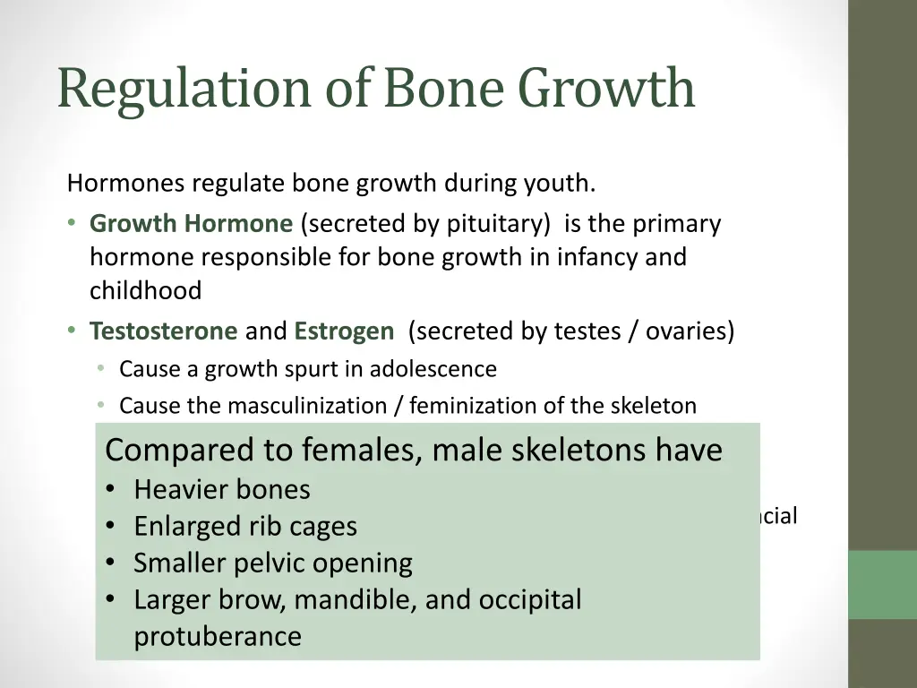 regulation of bone growth