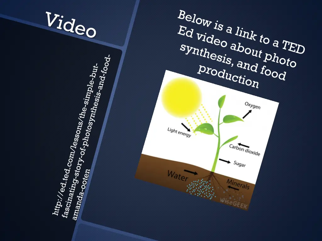 http images wisegeek com photosynthesis jpg