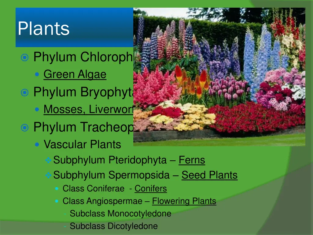 plants