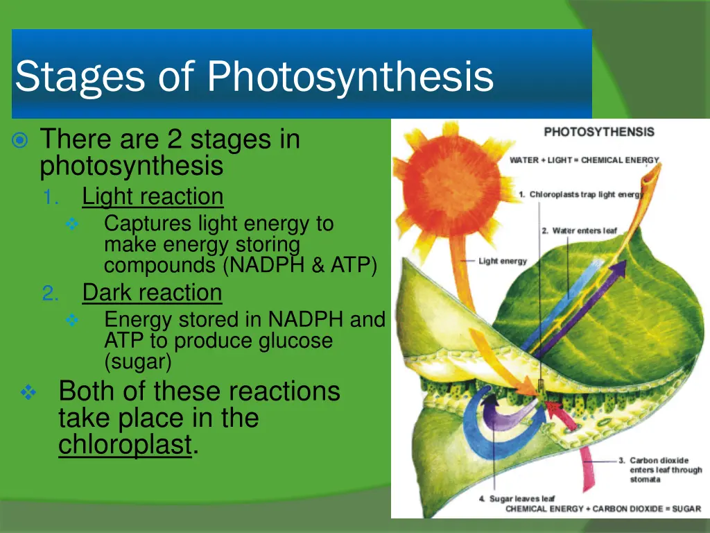 stages of photosynthesis
