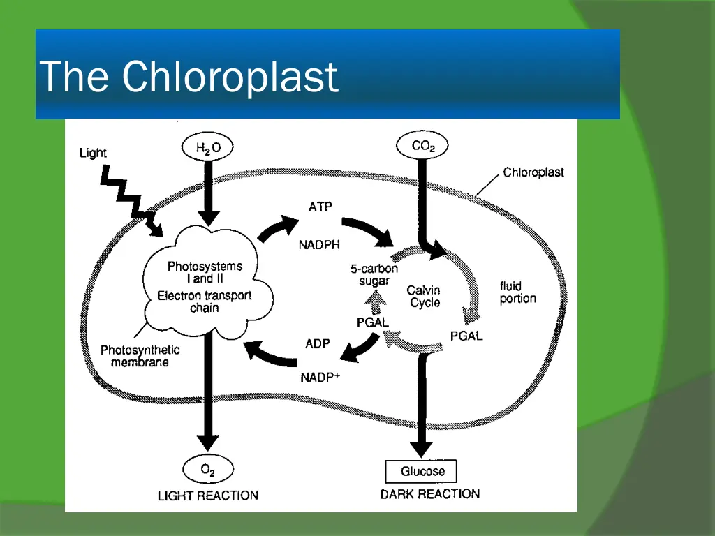 the chloroplast 1