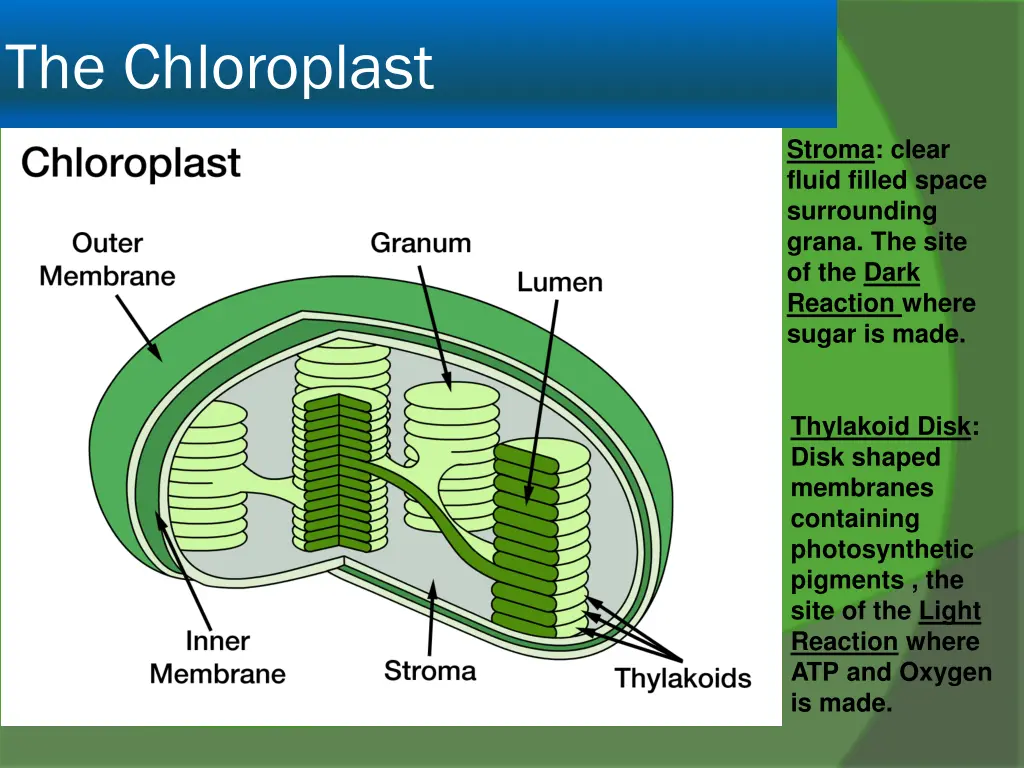 the chloroplast