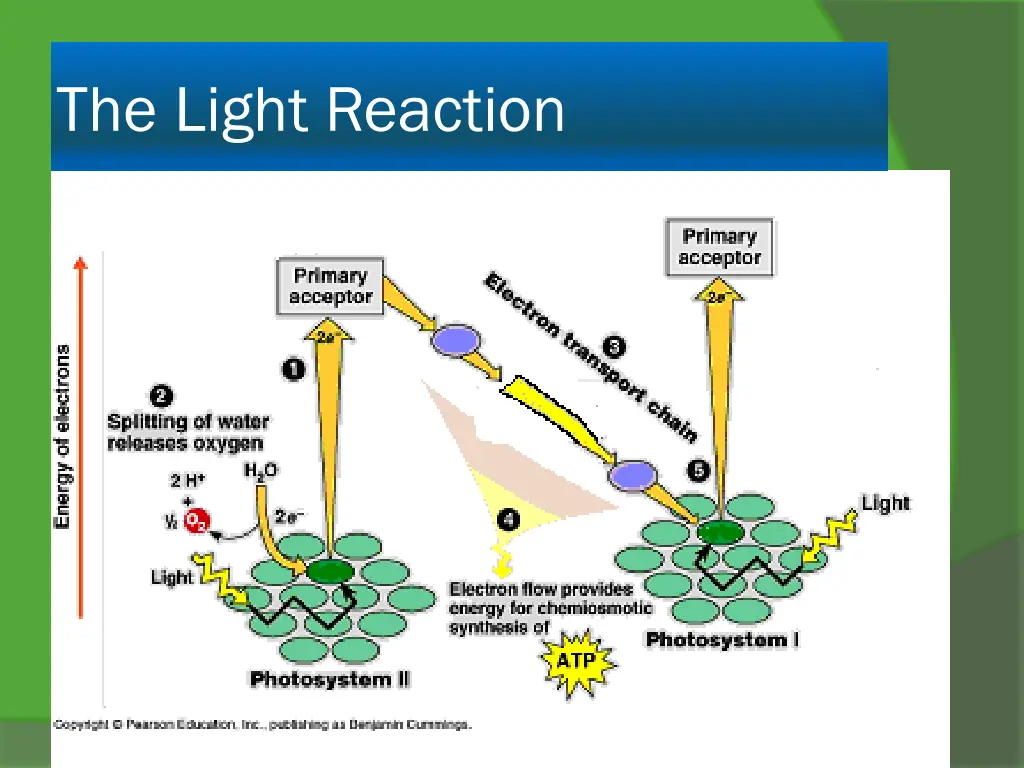 the light reaction 1