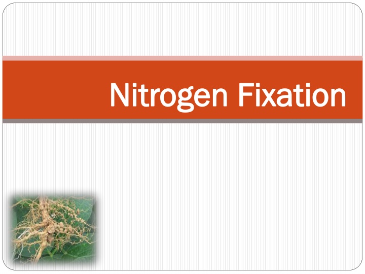 nitrogen fixation nitrogen fixation