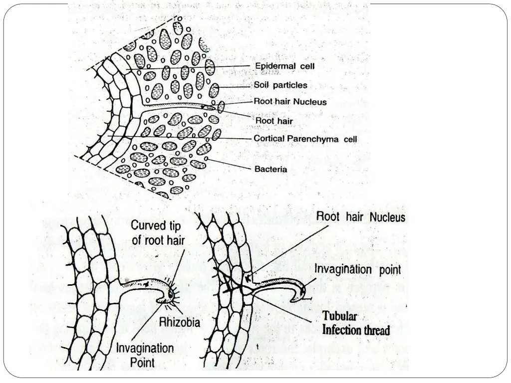 slide17