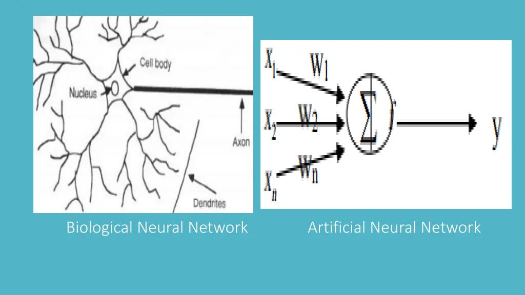biological neural network artificial neural