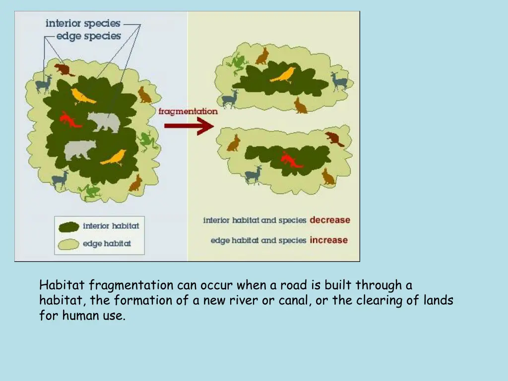 habitat fragmentation can occur when a road