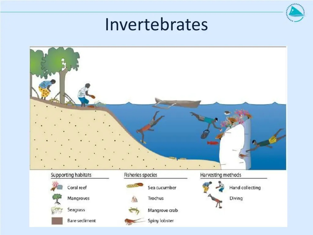 invertebrates