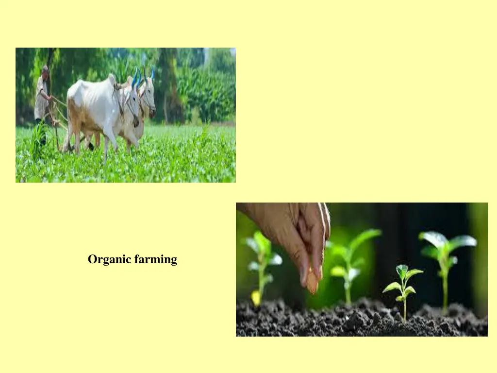organic farming 2