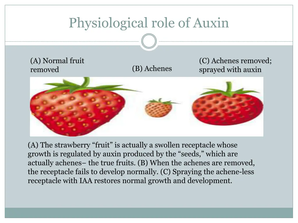 physiological role of auxin 3