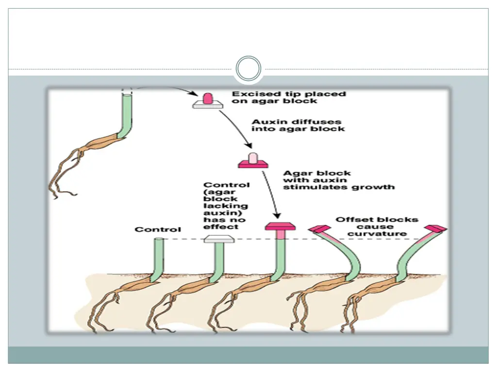 slide7