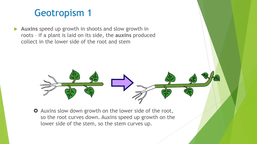 geotropism 1