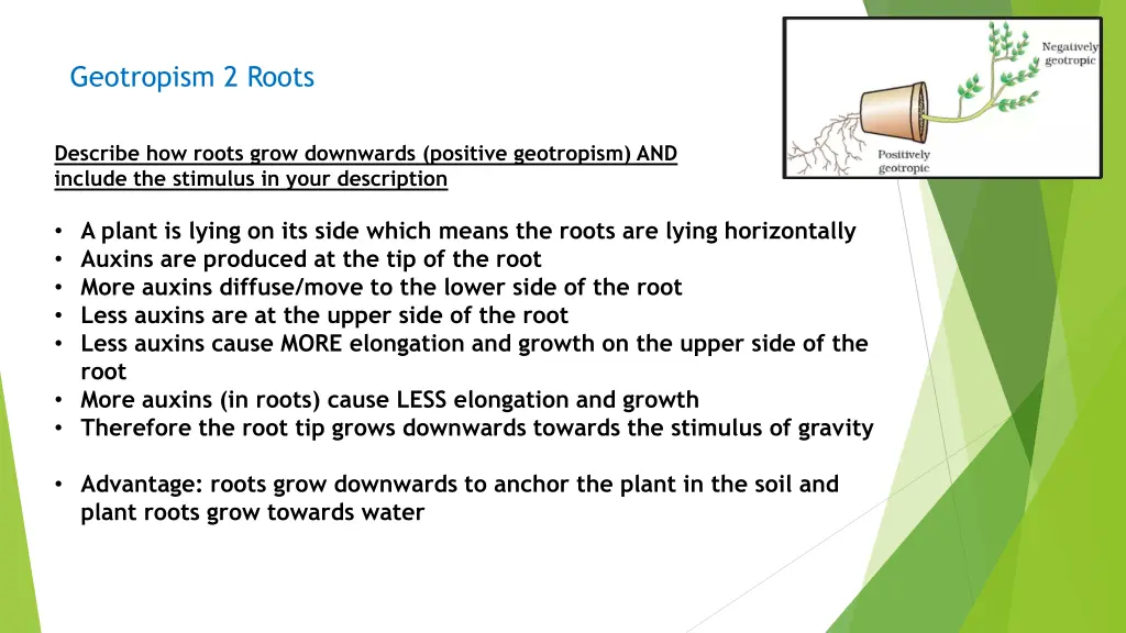 geotropism 2 roots