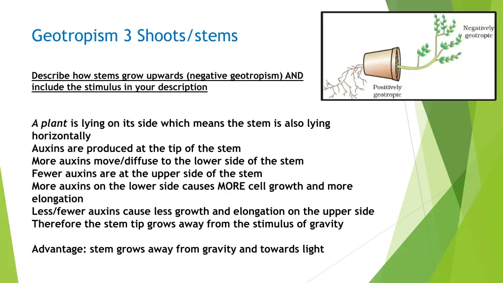 geotropism 3 shoots stems