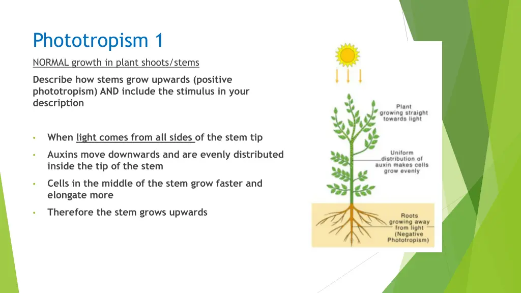 phototropism 1