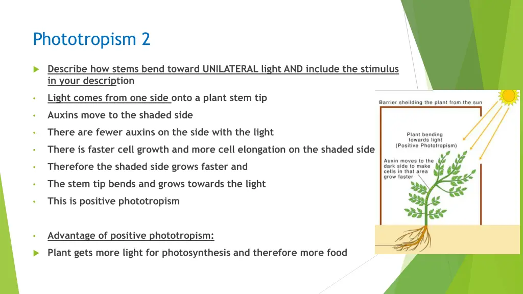 phototropism 2