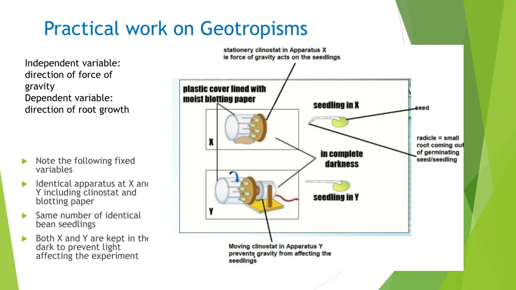 practical work on geotropisms