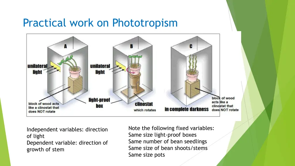 practical work on phototropism