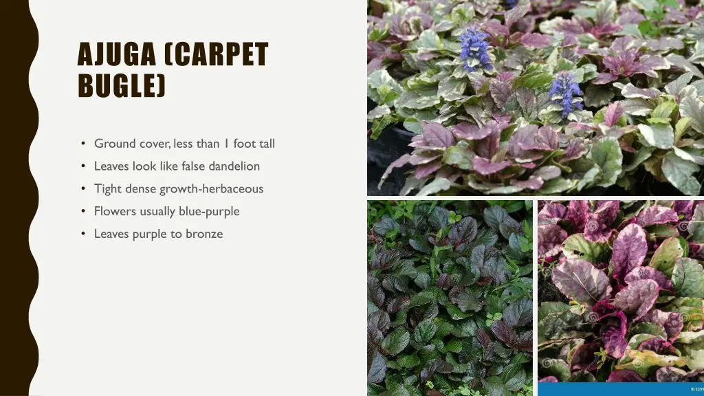 ajuga carpet bugle
