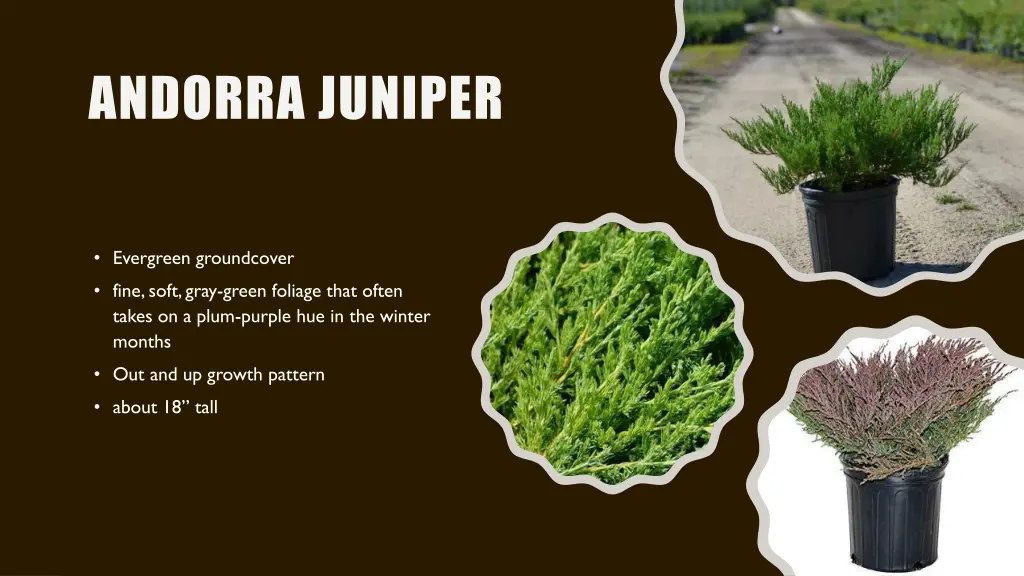 andorra juniper