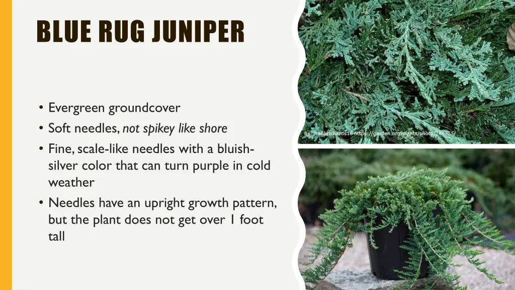 blue rug juniper