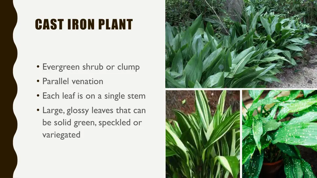 cast iron plant