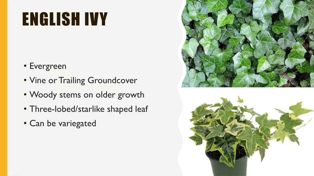 english ivy
