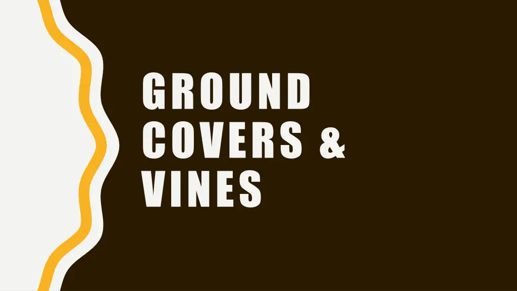 ground covers vines