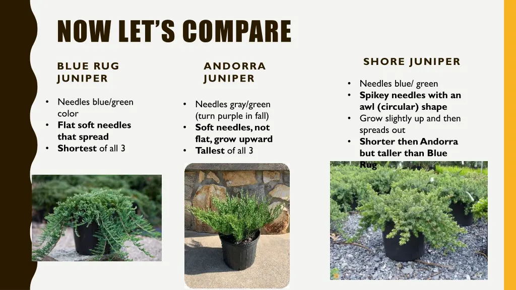 now let s compare