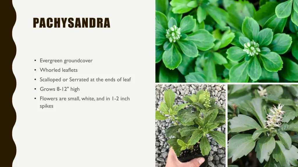 pachysandra