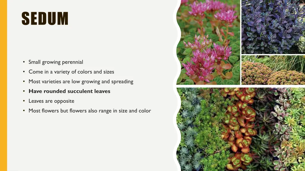 sedum