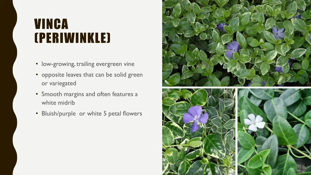 vinca periwinkle