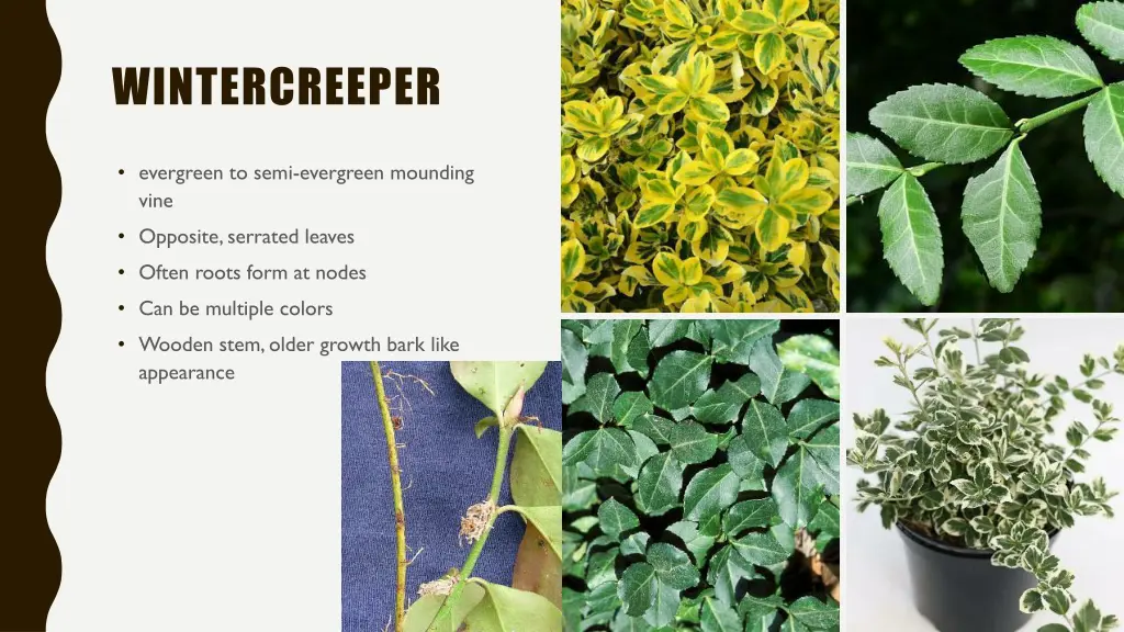 wintercreeper