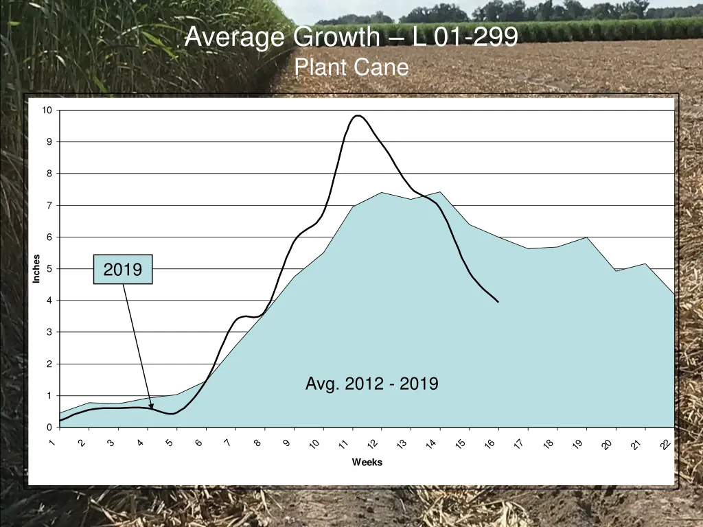 average growth l 01 299 plant cane