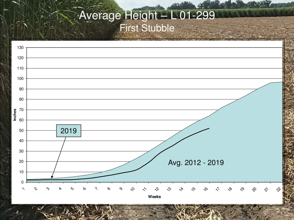 average height l 01 299 first stubble