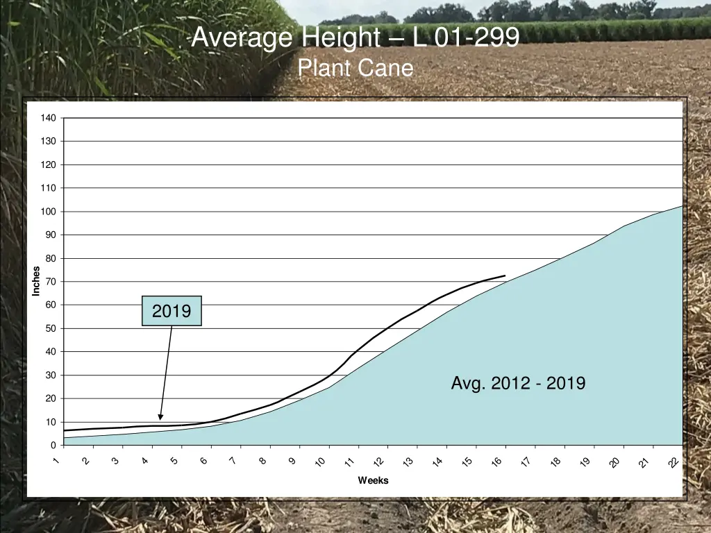 average height l 01 299 plant cane