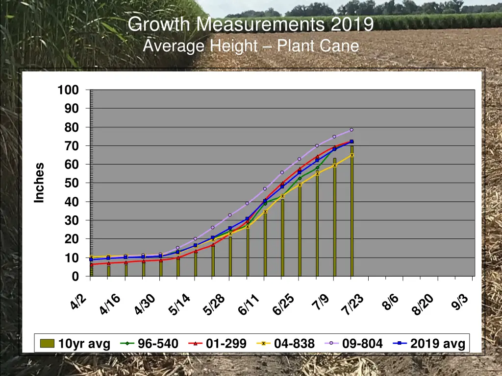 growth measurements 2019 average height plant cane