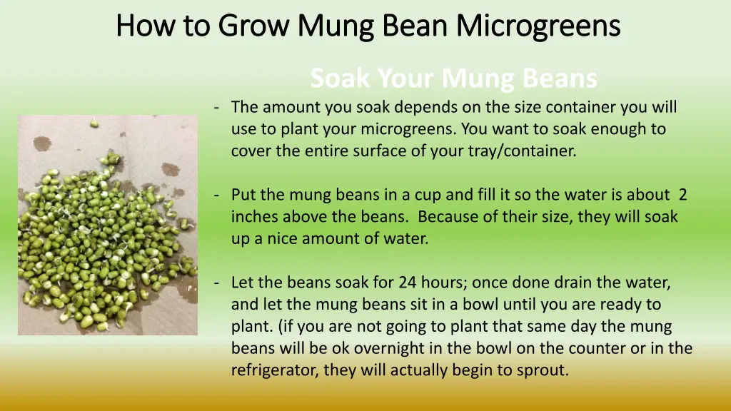 how to grow mung bean microgreens how to grow